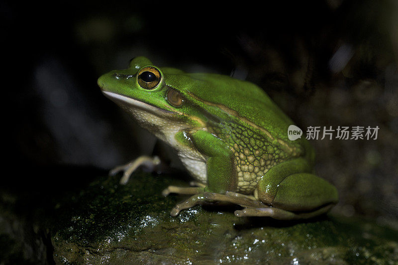 绿金钟蛙(Litoria aurea或Ranoidea aurea)，也被称为绿钟蛙、绿金沼泽蛙和绿蛙，是一种生活在地面上的树蛙，原产于澳大利亚东部。这种青蛙在新西兰和其他一些地方仍然大量存在